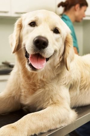 Why Opting For Online Pet Pharmacy Is Full of Benefits?