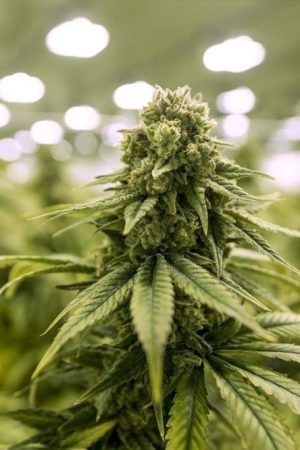 All you need to know about cannabis recreational dispensary