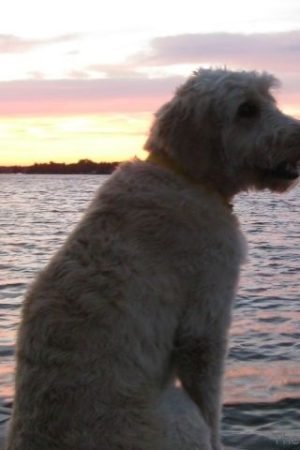 How having a dog can help you live longer and happier