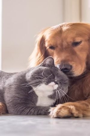 Is CBD Oil Safe for Pets like Cats and Dogs?