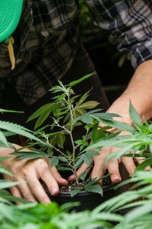 Crucial Benefits of Legalizing Cannabis To The Users and The Economy