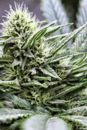 Everything You Need to Know About Buying Cannabis in Denver, Colorado