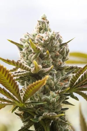 THCA Triumph: Indulge in the Finest THCA Flower for Elevated Experiences