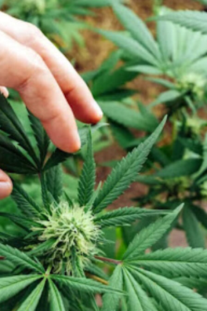 THCA disposable vape for beginners - Common mistakes to avoid